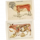 教学图片：家畜的解剖图, 约1955年