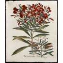 Hortus Eystettensis花朵铜版画
