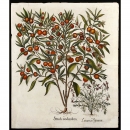Hortus Eystettensis花朵铜版画
