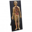 Anatomical Model of the Human Body, c. 1925