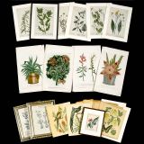 10幅手工上色的铜版画植物学
